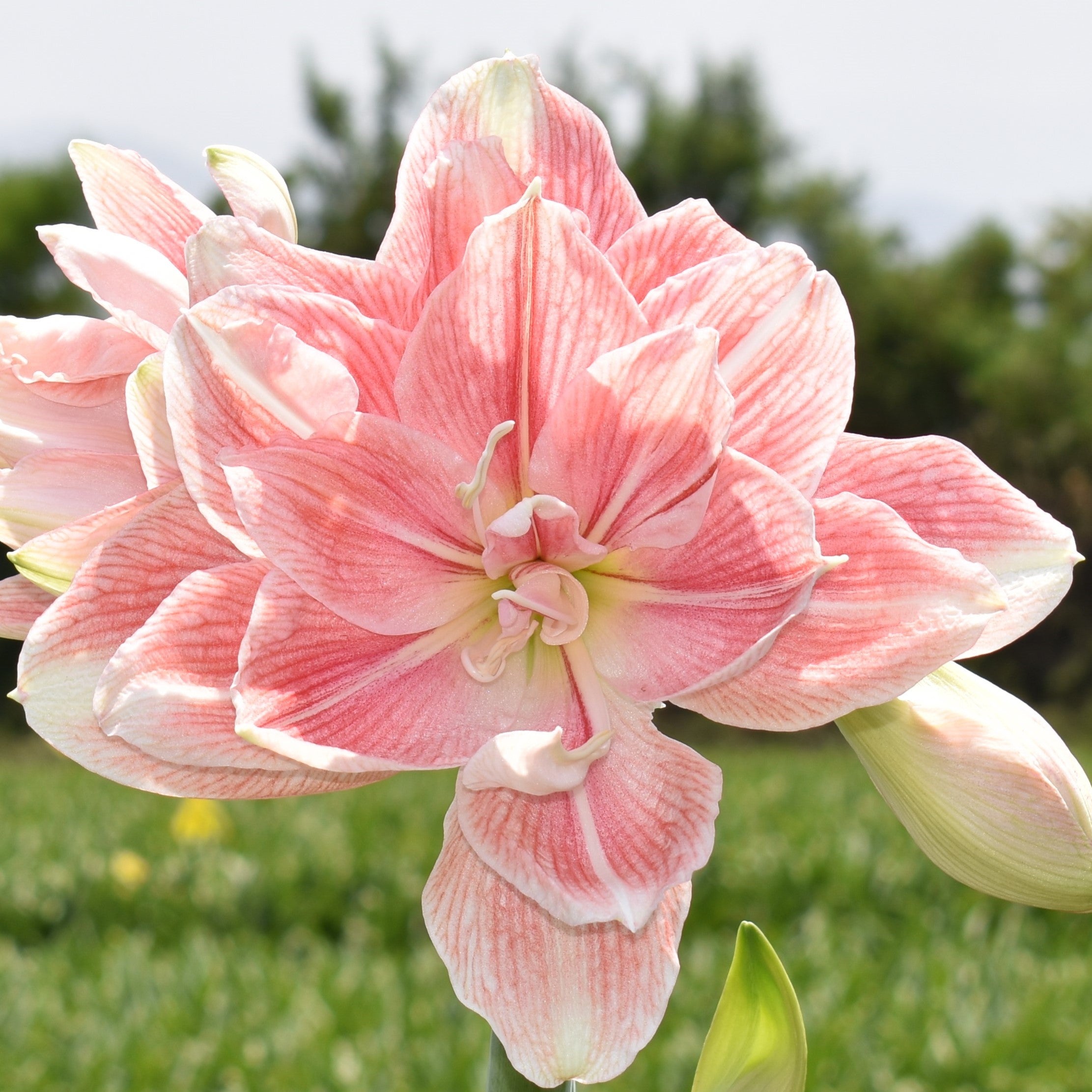 A close-up of the Tika Beauty Amaryllis displays its striking pink and white striped double blooms in full flower, set against green stems and a softly blurred background.