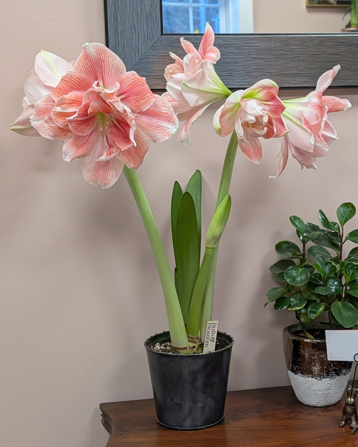 Pink and white amaryllis in a black metal pot, displayed on a wooden table next to a small green plant against a beige wall.