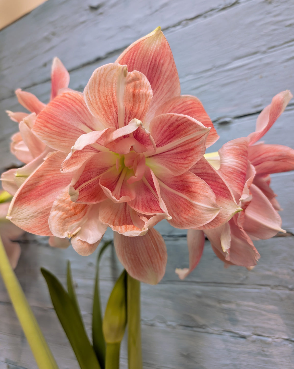 Pink and white striped amaryllis flowers blooming against a rustic, light blue-gray wooden background.