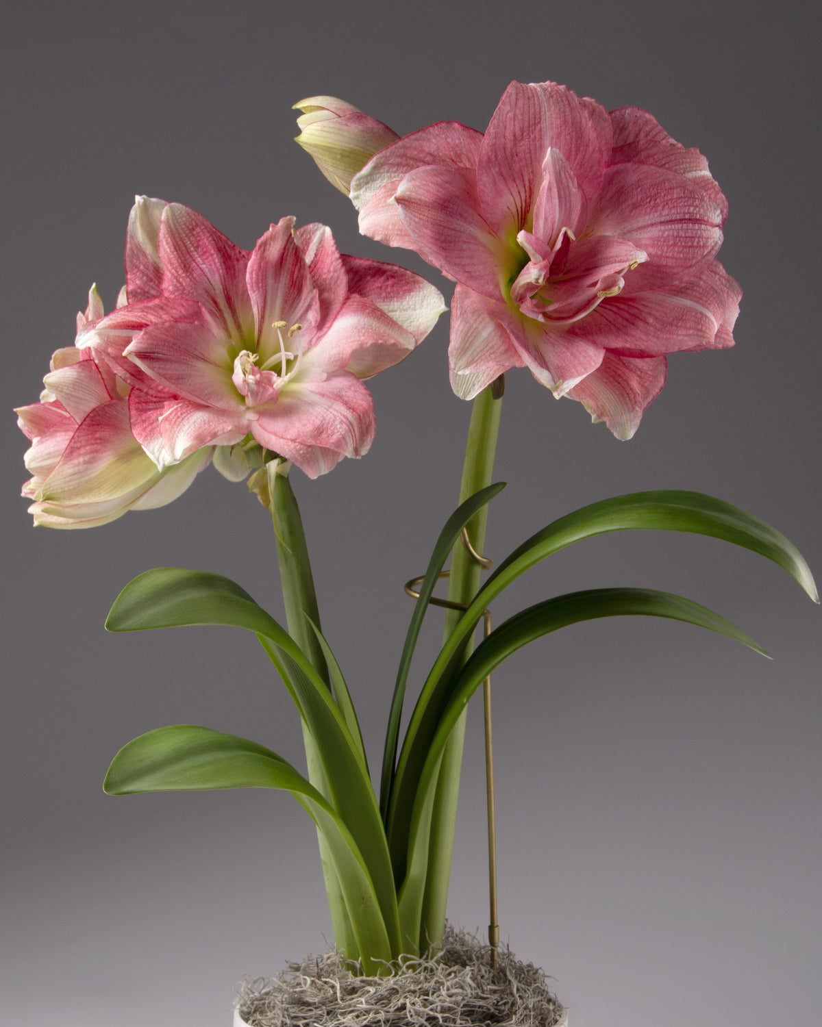 Pink and white amaryllis flowers blooming from a potted plant with green leaves, set against a solid gray studio background.