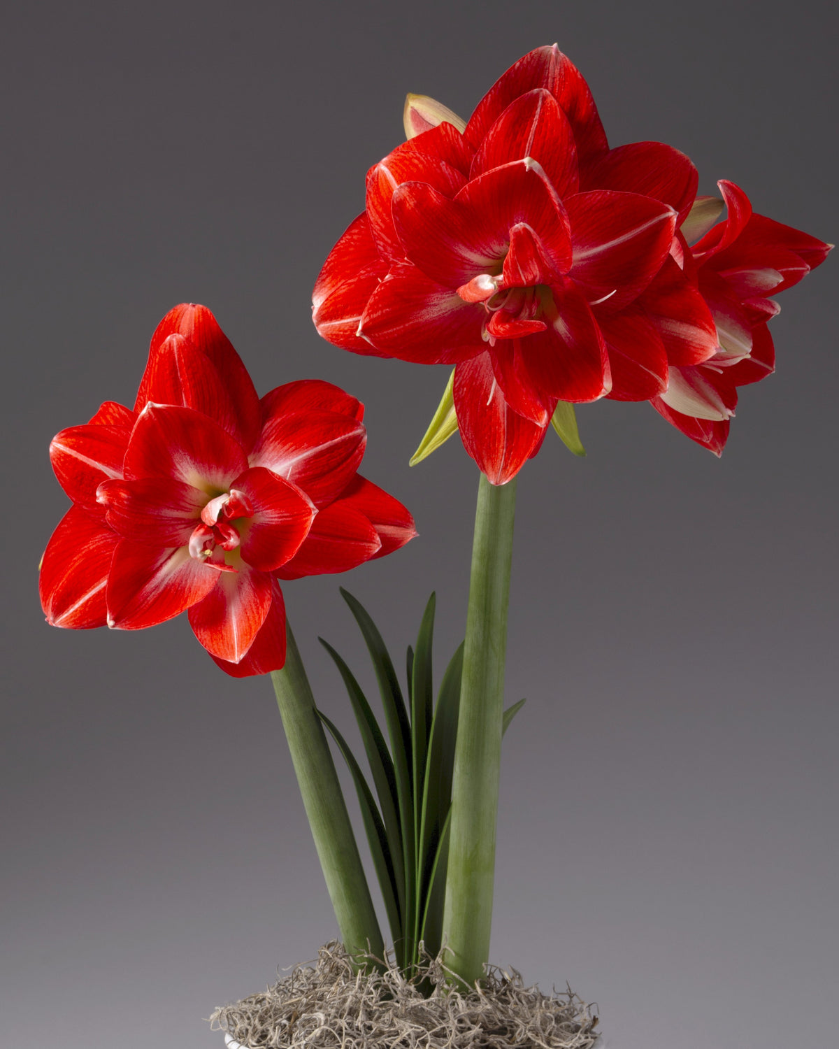 Three blooming red amaryllis with white streaks, green stems, and a small pot with moss, photographed against a smooth dark gray studio background.