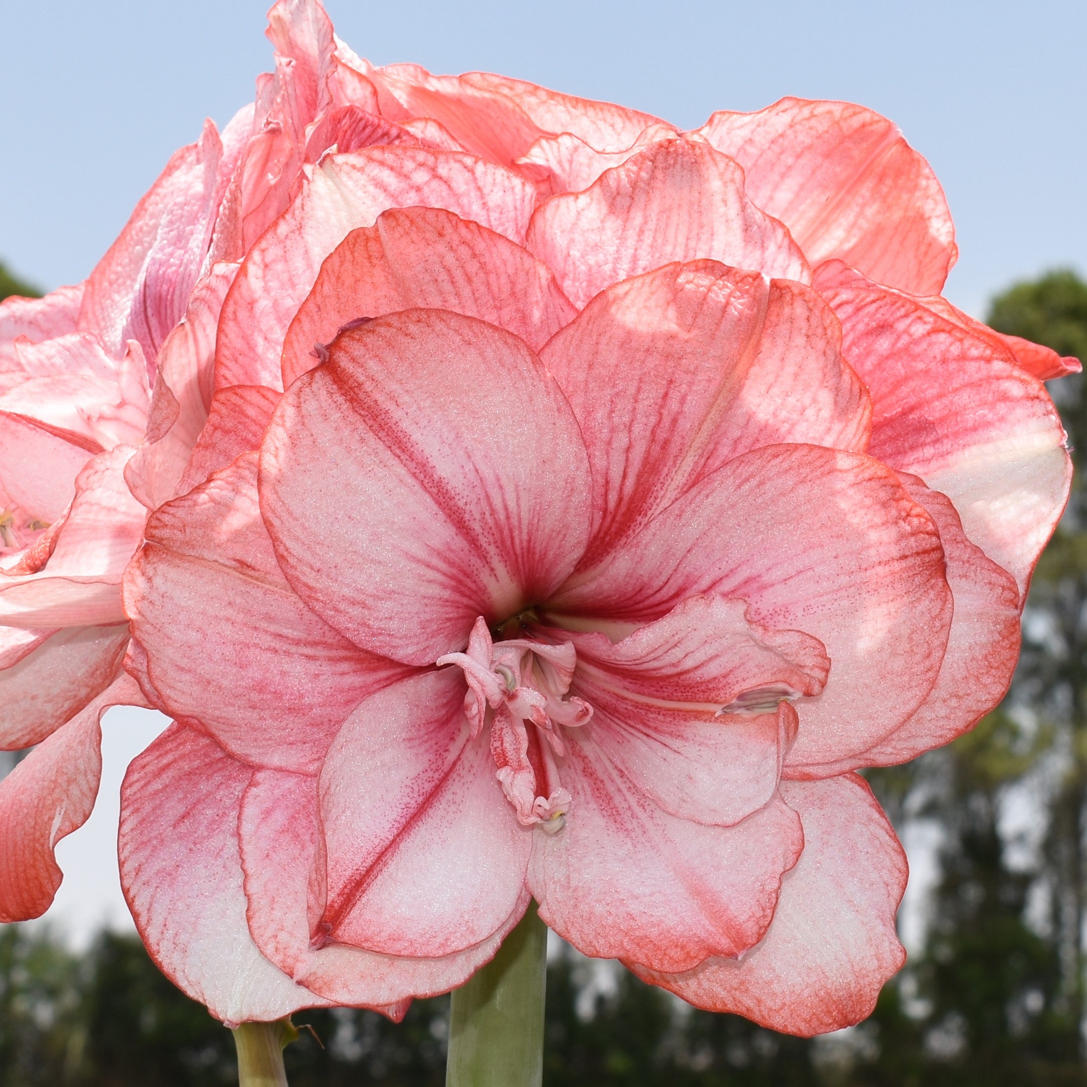 Close-up of a large Tika Fairy Amaryllis in full bloom showcasing multiple soft pink petals adorned with delicate white veining. The backdrop of a clear blue sky and blurred greenery highlights the flower's vibrant and intricate details.