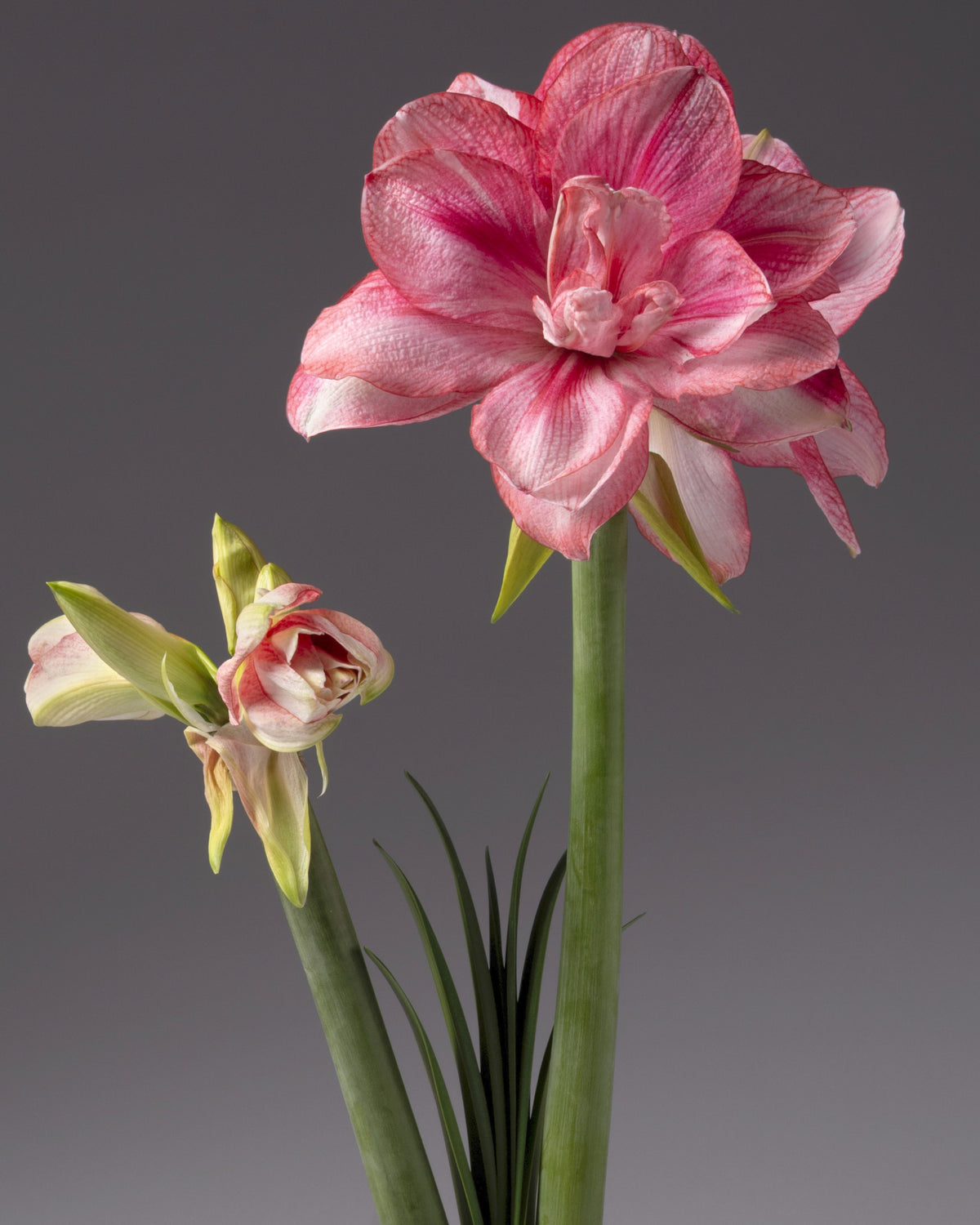 Pink and white amaryllis flower with a fully bloomed large bloom and a smaller bud, set against a dark gray studio background.