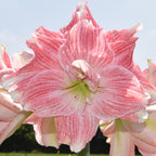 Close-up of a large pink and white amaryllis flower in full bloom against a clear sky. The petals are striped with delicate veins, and the center is a soft green, creating a vibrant contrast with the petal hues.