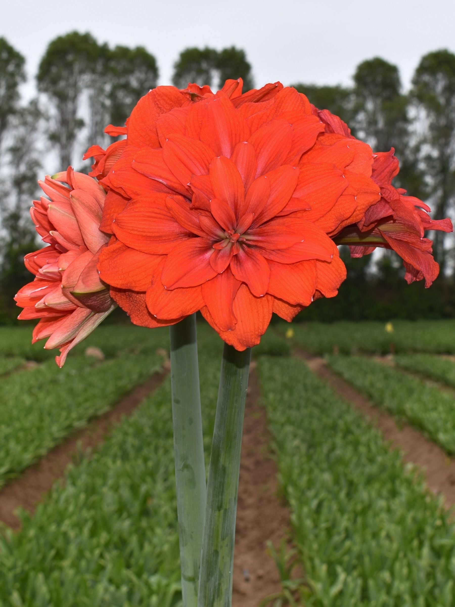 Tika Flamenco