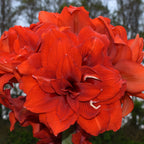 Close-up of the Tika Jazz Amaryllis in full bloom, featuring layered red petals with delicate white streaks. Blurred trees and greenery create a soft background.