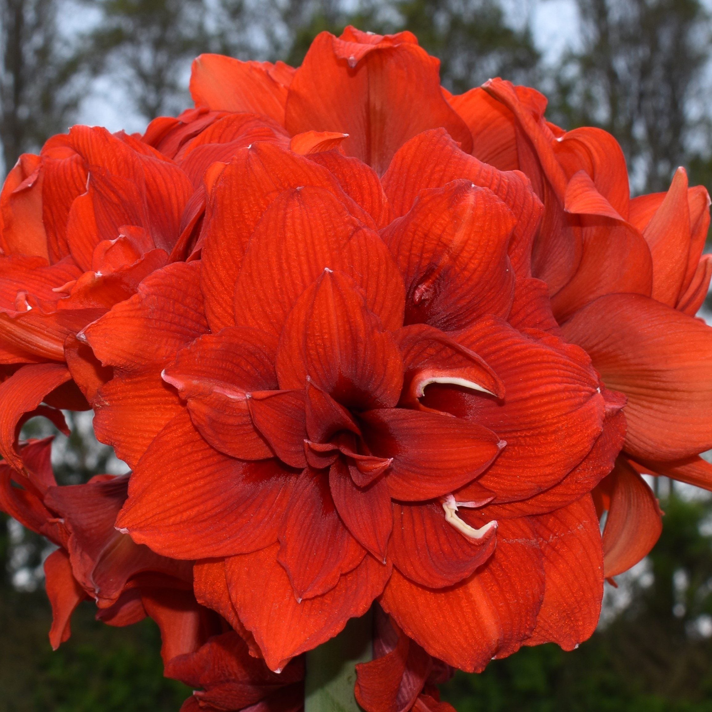 Close-up of the Tika Jazz Amaryllis in full bloom, featuring layered red petals with delicate white streaks. Blurred trees and greenery create a soft background.