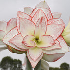 Close-up of a stunning Tika Star Amaryllis, product name given in the description, featuring white and pink striped petals with red edges and speckles. The background captures a cloudy sky and some out-of-focus greenery.