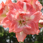 Close-up of a vibrant amaryllis flower with large, pink and white petals displaying intricate vein patterns. The background is softly blurred with hints of green foliage.