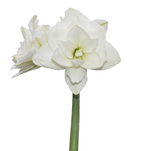 Tika Amaryllis Collection