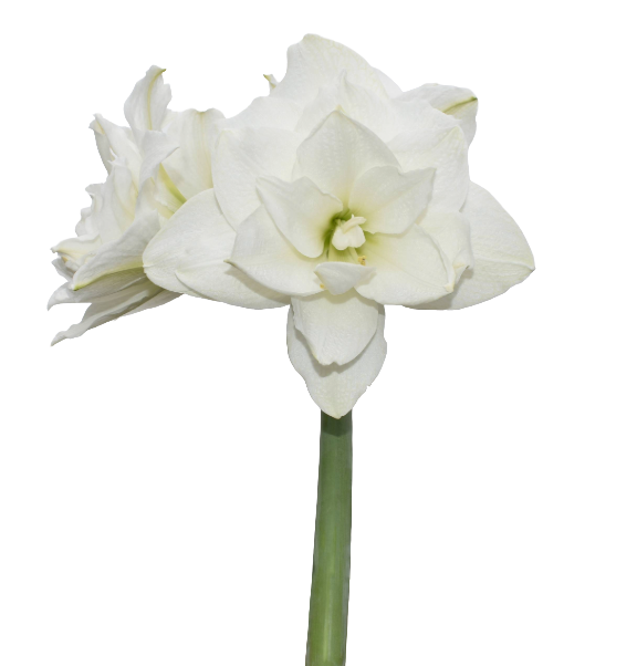 Tika Amaryllis Collection