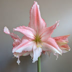 A close-up of a large Tinkerbell Amaryllis flower in full bloom against a plain gray background reveals its delicate petals with ruffled edges. The petals showcase a stunning gradient of pink hues blending into pale white centers, with a few buds visible behind the main bloom.