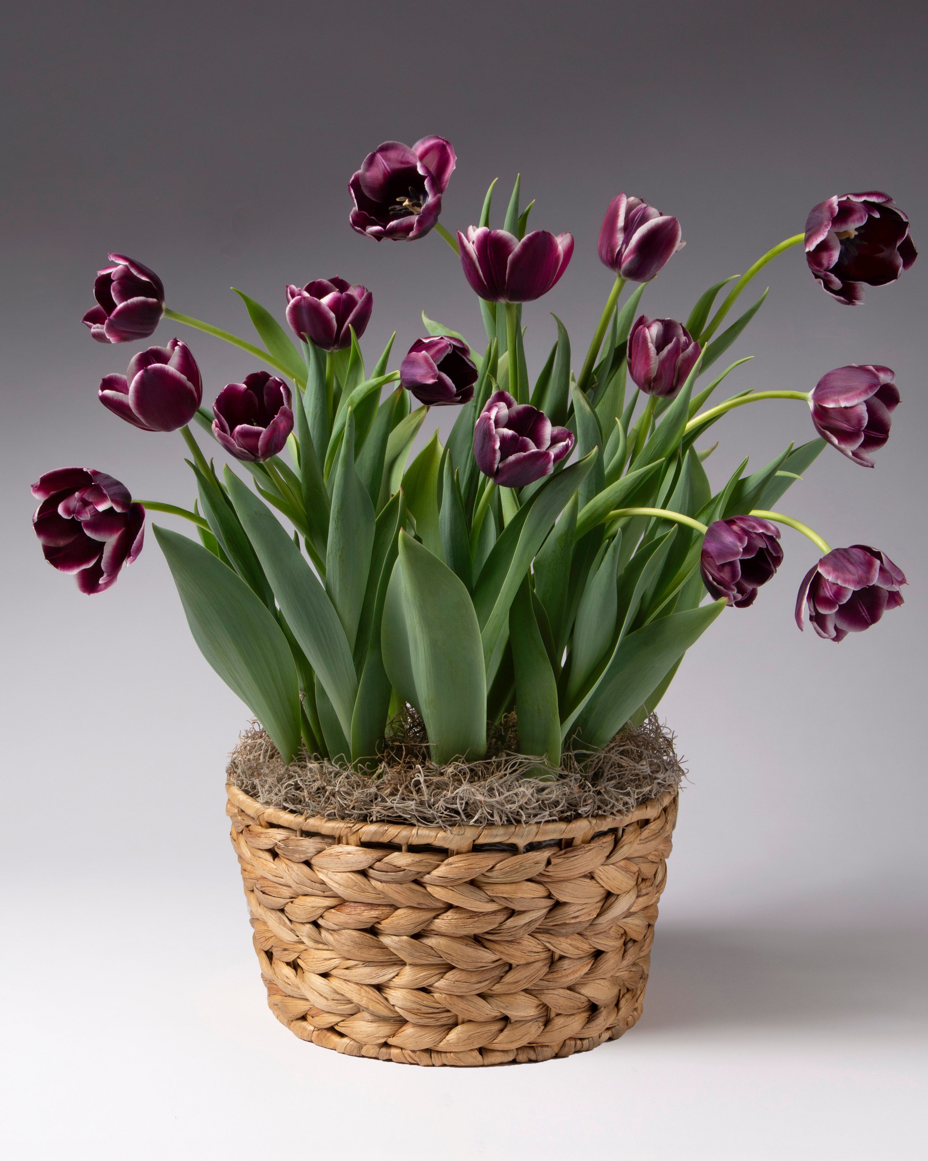 A basket of dark burgundy tulips with green leaves and stems, arranged in a woven natural fiber pot with mulch, photographed against a neutral gray studio background.