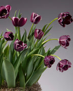 Tiramisu Potted Tulips feature a bouquet of deep purple tulips with green leaves, set against a neutral gray background. These potted tulips showcase various stages of bloom, with some petals displaying white edges, capturing the elegance and delicacy of the flowers.