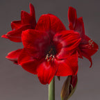 Red amaryllis blooms closeup