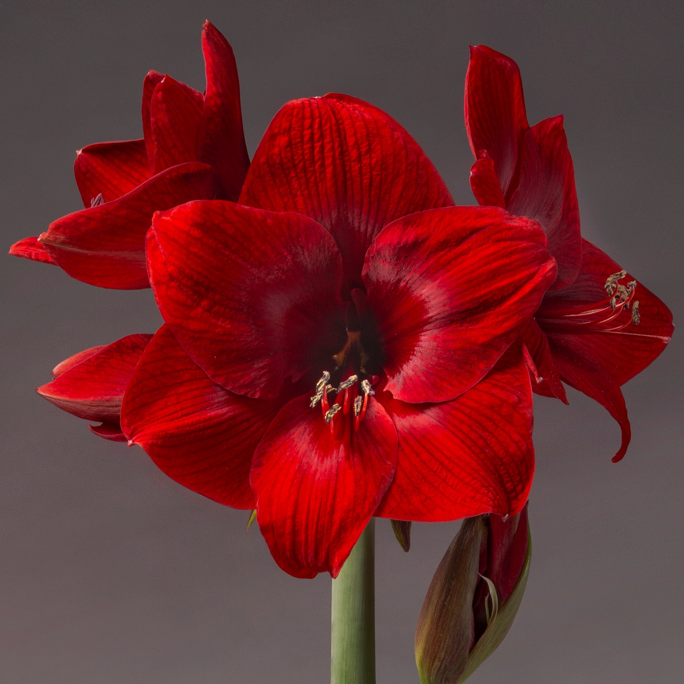 Red amaryllis blooms closeup