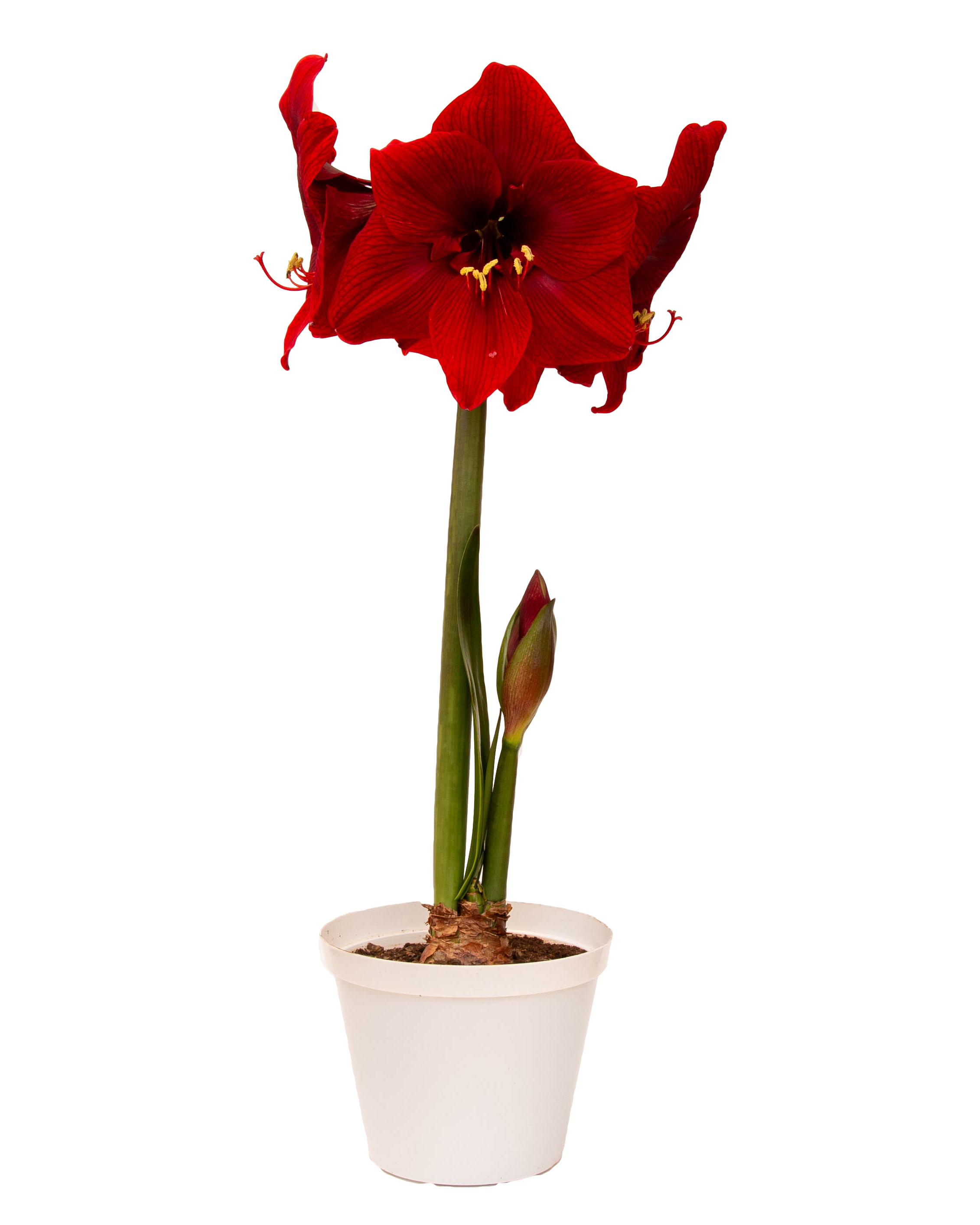 Bright red amaryllis blooming in plain white container