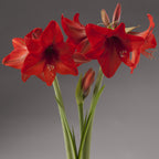 A close-up of Top Choice Amaryllis shows vibrant red flowers with long green stems and buds set against a plain gray background.