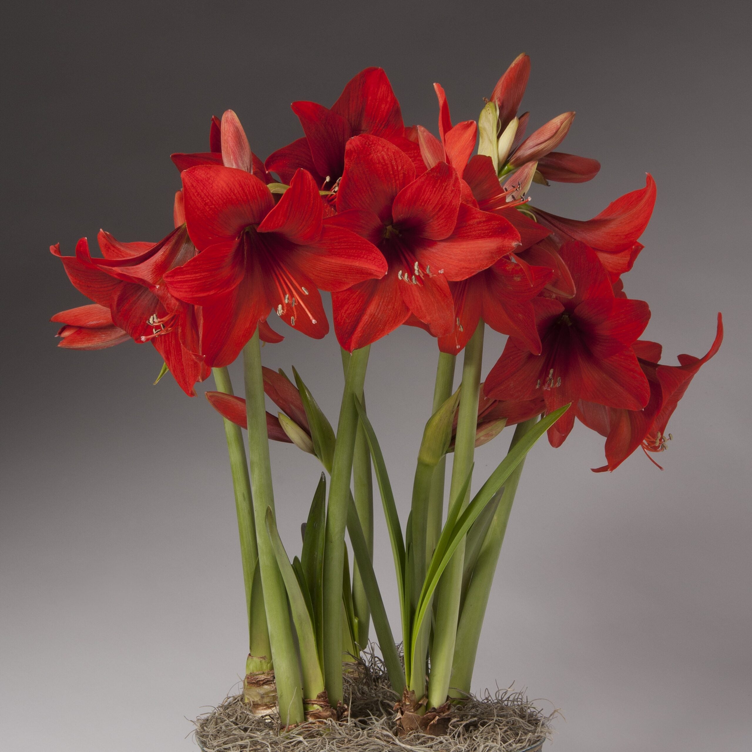 A cluster of vibrant red Top Choice Amaryllis flowers with tall green stems and long leaves grows from moss at the base, set against a plain gray background.
