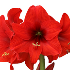 Close-up of a Top Choice Amaryllis flower in full bloom, showing its delicate petals, bright stamens, and green stem. The white background highlights the rich color and texture of this stunning Top Choice Amaryllis.