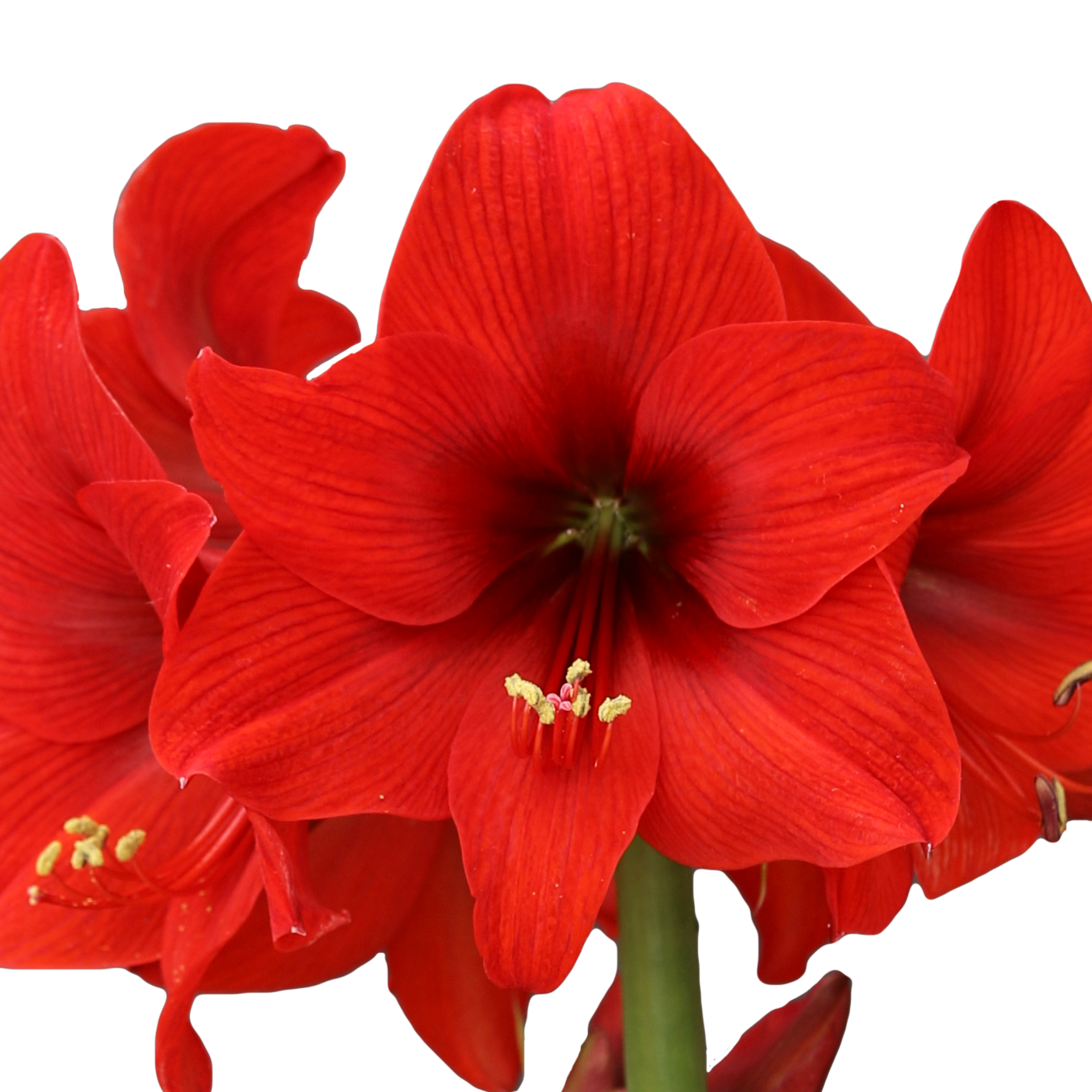 Close-up of a Top Choice Amaryllis flower in full bloom, showing its delicate petals, bright stamens, and green stem. The white background highlights the rich color and texture of this stunning Top Choice Amaryllis.