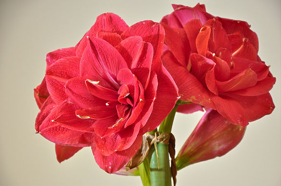 A close-up image of vibrant red Top Notch Amaryllis flowers in bloom reveals the large, multi-layered petals and their rich texture. The soft, neutral background accentuates the striking presence of the Top Notch Amaryllis.