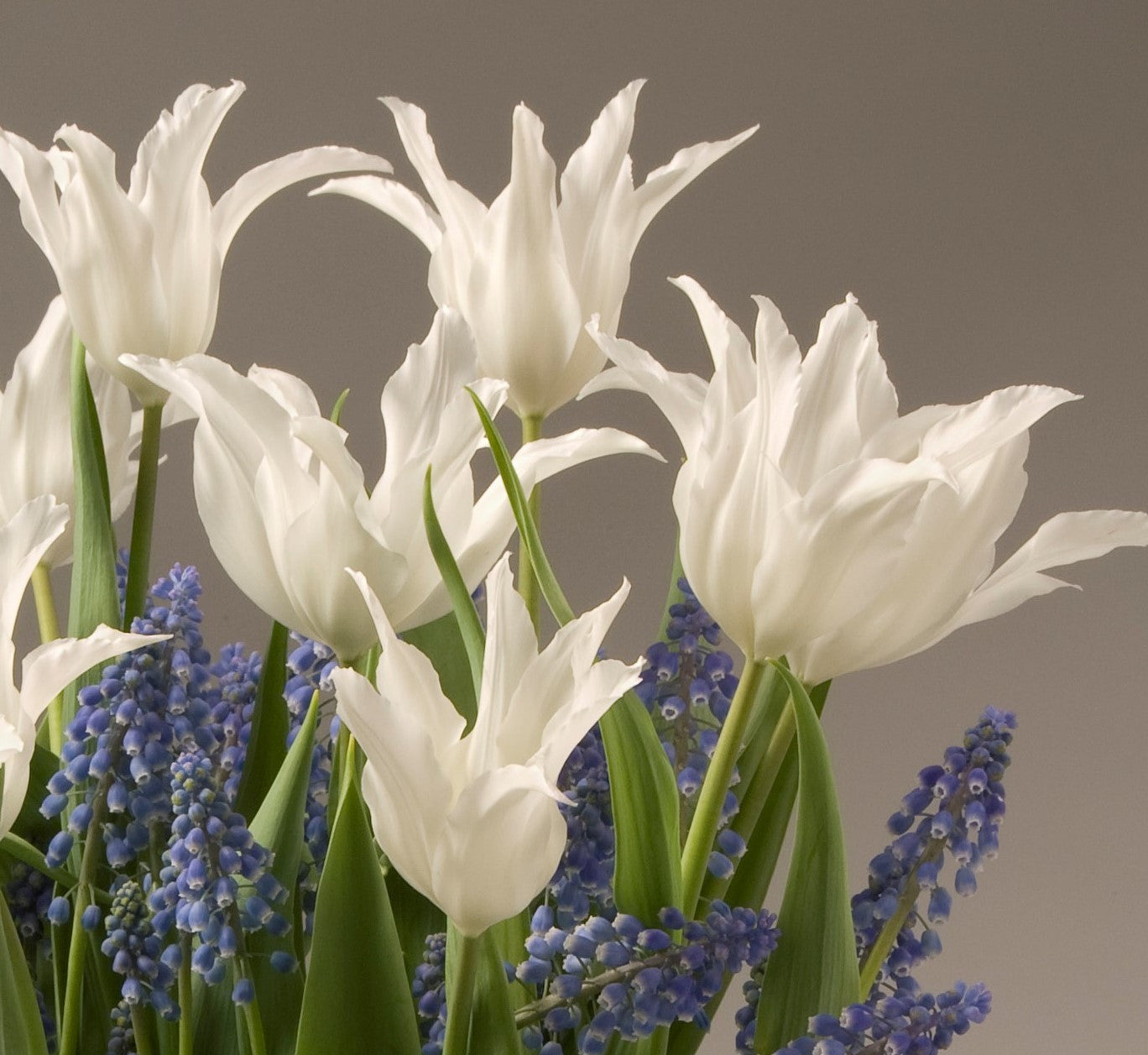 A bouquet featuring elegant Tres Chic Potted Tulips and delicate clusters of small purple flowers, likely grape hyacinths. The white petals of the tulips stand out against a light gray backdrop, creating a harmonious and serene floral arrangement.