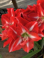 A closeup of a double amaryllis bloom with orange-red petals and white stripes radiating from the centers of the flowers.