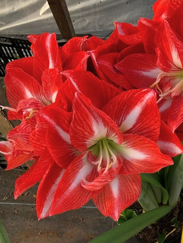 A closeup of a double amaryllis bloom with orange-red petals and white stripes radiating from the centers of the flowers.