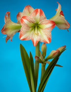 A cluster of vibrant Tropical Sensation Amaryllis flowers, featuring striking red and white striped petals, stands out against a bright blue background. The lush green stems and leaves contrast beautifully with the colorful blossoms, creating a fresh and lively composition.