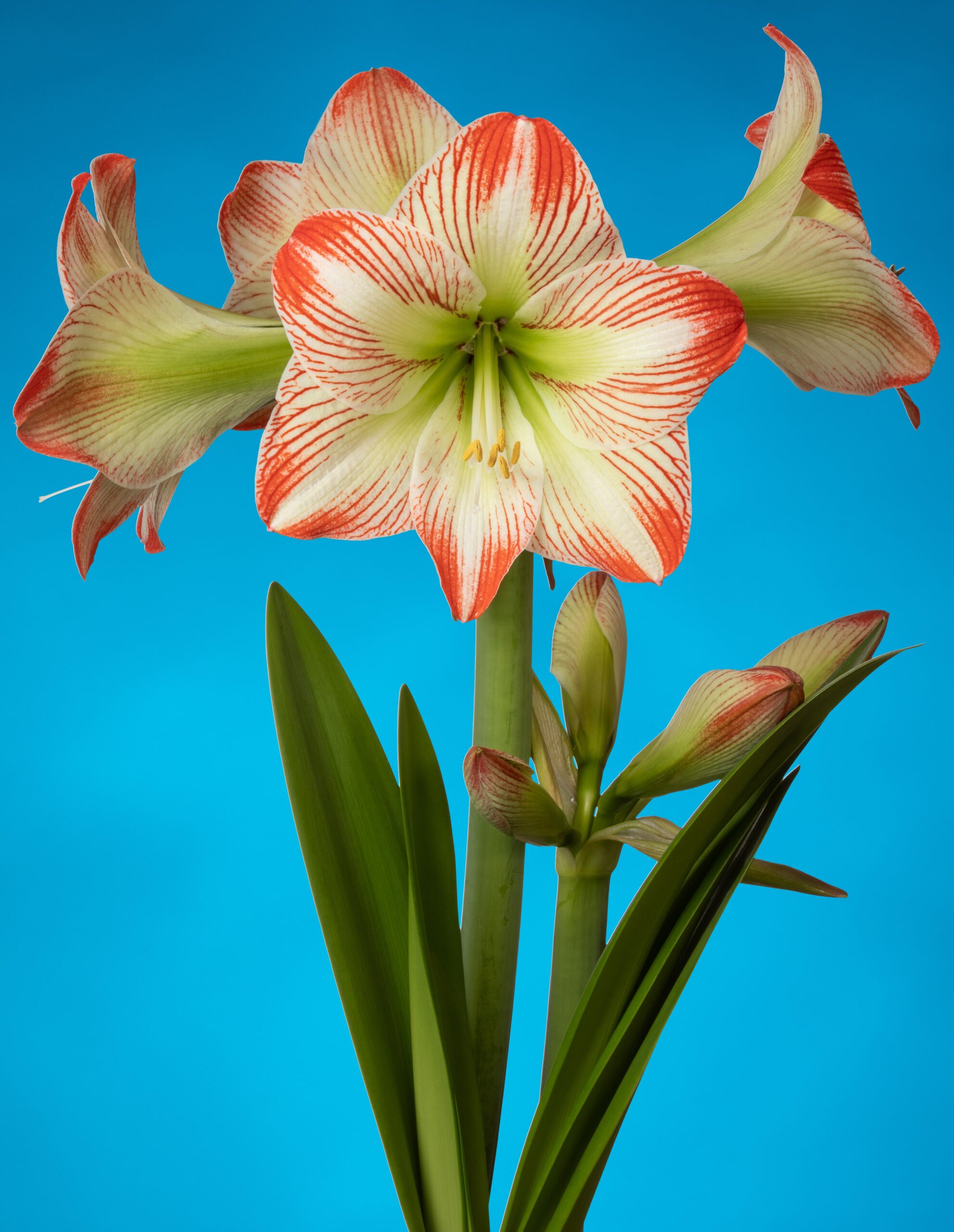 A cluster of vibrant Tropical Sensation Amaryllis flowers, featuring striking red and white striped petals, stands out against a bright blue background. The lush green stems and leaves contrast beautifully with the colorful blossoms, creating a fresh and lively composition.
