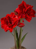 A close-up photograph of two vibrant Velvet Nymph Amaryllis - Bare Bulb flowers in full bloom, with tall green stems and elongated leaves. The flowers' petals are open wide, showcasing their intricate textures against a neutral gray background.