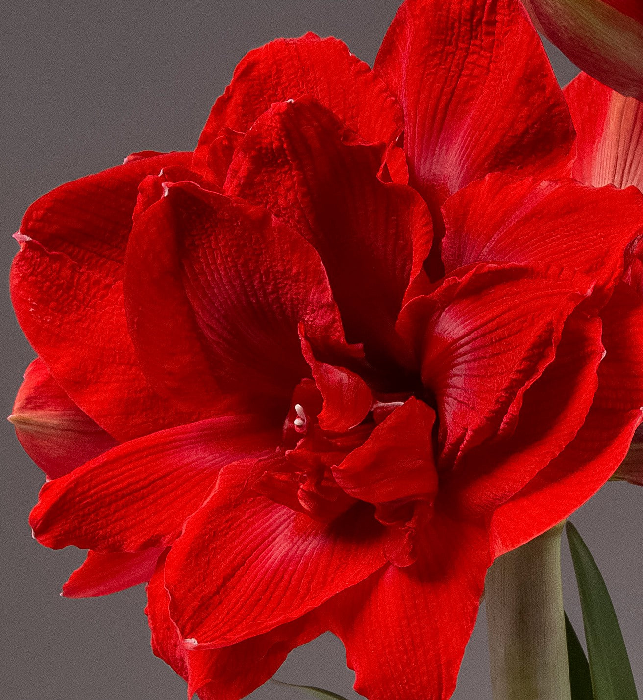 Close-up image of a vibrant red Velvet Nymph Amaryllis - Bare Bulb flower in full bloom against a gray background. The velvety petals are richly colored, showcasing detailed textures and gently curved edges. The green stem is slightly visible at the bottom right of the flower.