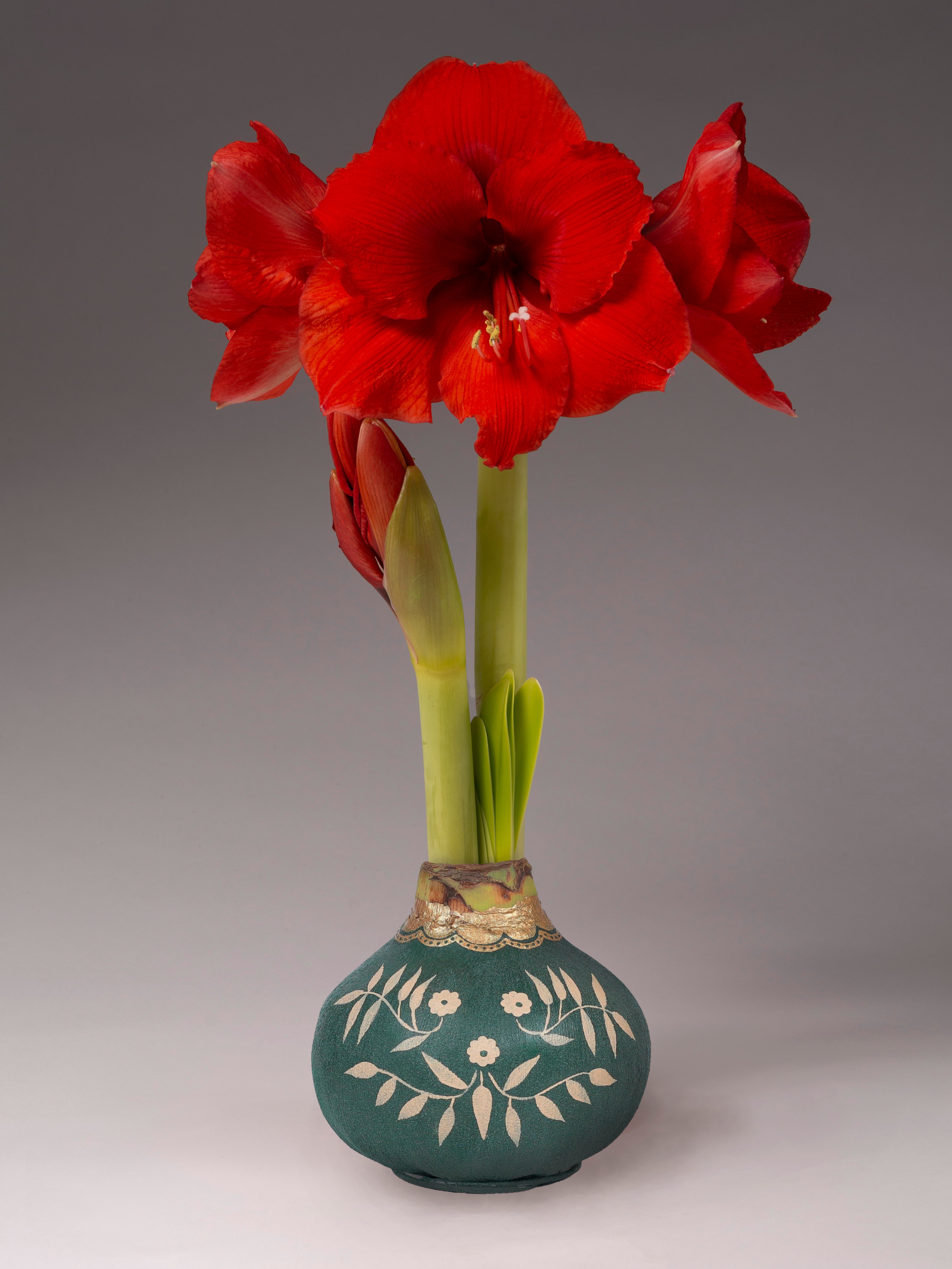 Three red amaryllis with green stems blooming from a large green waxed amaryllis bulbs decorated with gold floral patterns, set against a neutral gray studio background.