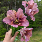 A hand holds a bouquet of three large, purple-pink flowers with ruffled petals against a backdrop of blurred greenery, reminiscent of the beauty found in Vovos Potted Tulips. The flowers have prominent dark centers adorned with bright yellow stamens.