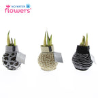 Three Waxed Amaryllis Bulbs with emerging green sprouts are adorned in trendy animal print sweaters, showcasing leopard print, cheetah print, and zebra print designs. Each vase is accompanied by a light grey tag reading "No Water Flowers.