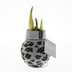 A Waxed Amaryllis Bulb from the Waxed Amaryllis Bulb Trio - Animal Print Sweaters, featuring green sprouts, is enveloped in a chic gray and black animal print fabric sleeve. The sleeve sports a tag with "No Water Flowers" inscribed on it. This elegant bulb makes a striking statement against the white background.