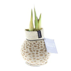 A waxed amaryllis bulb with emerging green shoots, from the Waxed Amaryllis Bulb Trio - Animal Print Sweaters collection, is wrapped in an elegant beige leopard print fabric. The packaging tag reads "No Water Flowers," presenting it as a unique decorative item designed to grow without additional watering.