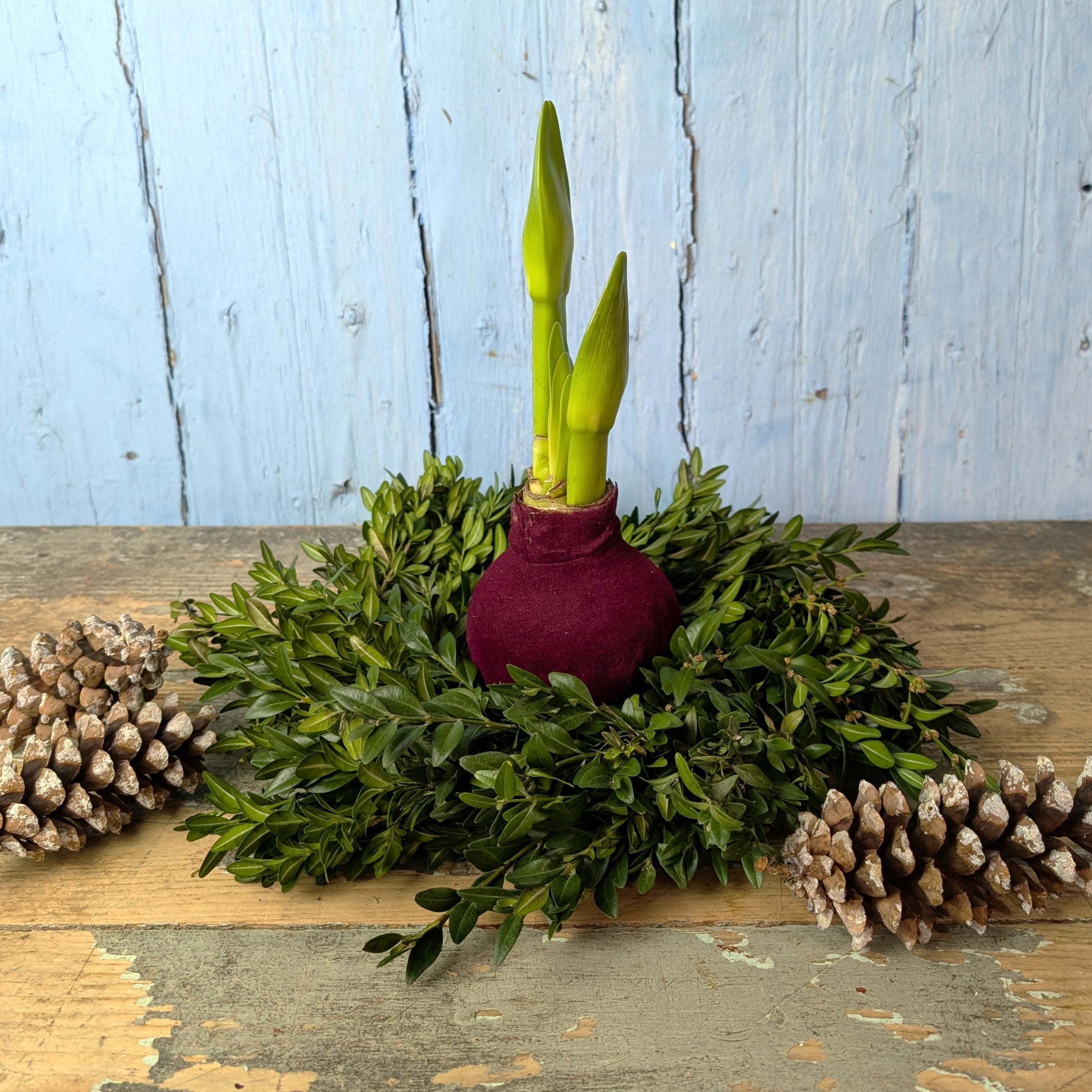 The Boxwood Wreath with Velvet Amaryllis features a small purple vase with two tall amaryllis buds, surrounded by green boxwood leaves and pine cones on a rustic wood surface, set against blue wooden plank background.