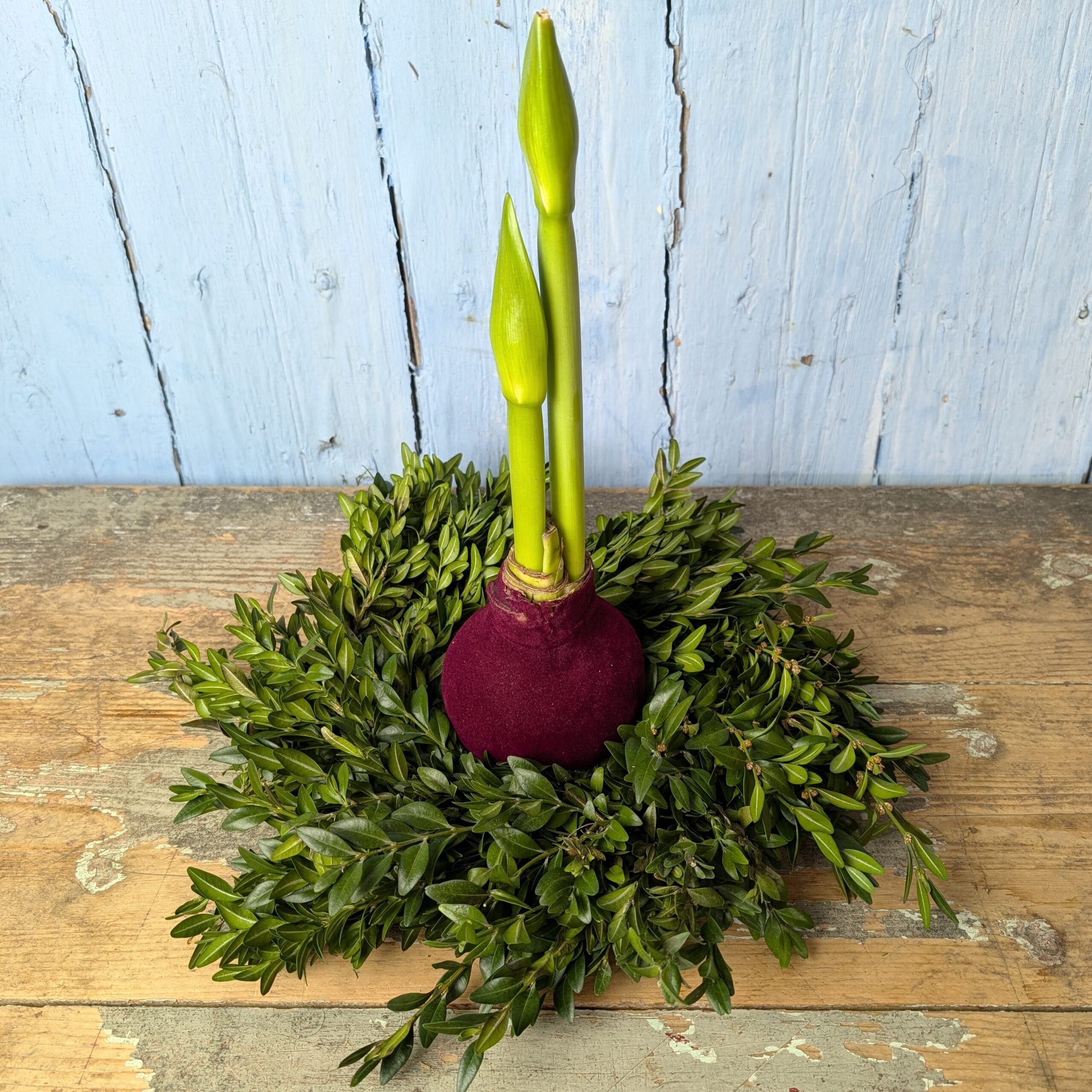 A Boxwood Wreath with Velvet Amaryllis features two green flower stalks and is displayed on a rustic wooden surface against a light blue wooden wall.