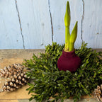 A Boxwood Wreath with Velvet Amaryllis sits on a rustic wooden surface, featuring green foliage, a velvet-covered waxed bulb with shoots, two pinecones beside it, and a pale blue wooden wall in the background.