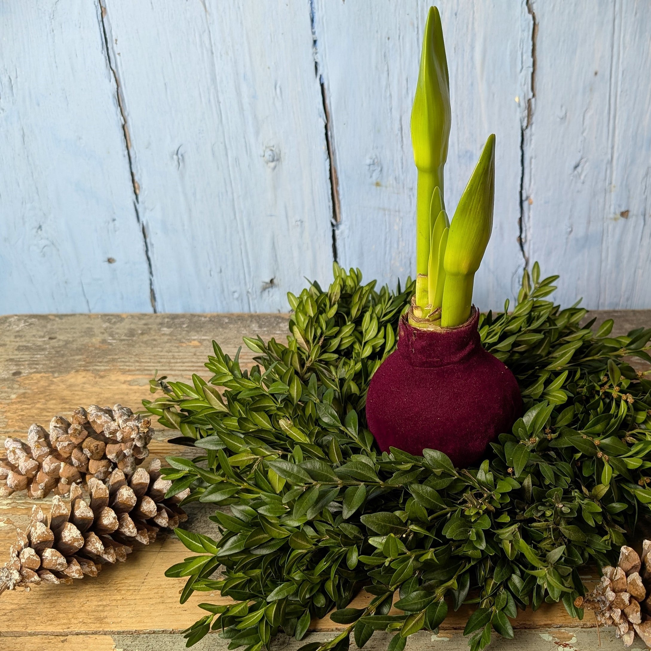A Boxwood Wreath with Velvet Amaryllis sits on a rustic wooden surface, featuring green foliage, a velvet-covered waxed bulb with shoots, two pinecones beside it, and a pale blue wooden wall in the background.