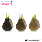 Three decorative bulbs covered in textured material, each with green shoots sprouting from the top. They are labeled "No Water Flowers" and are placed against a white background. The "Naturalz" logo is displayed on the bottom right.