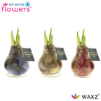 Three colorful, wax-coated flower bulbs with green sprouts are displayed. Each bulb sits on a gold wire stand and has a "No Water Flowers WAXZ" tag. The bulbs are painted in blue, silver, and red, with gold accents. The "No Water Flowers" logo is at the top.