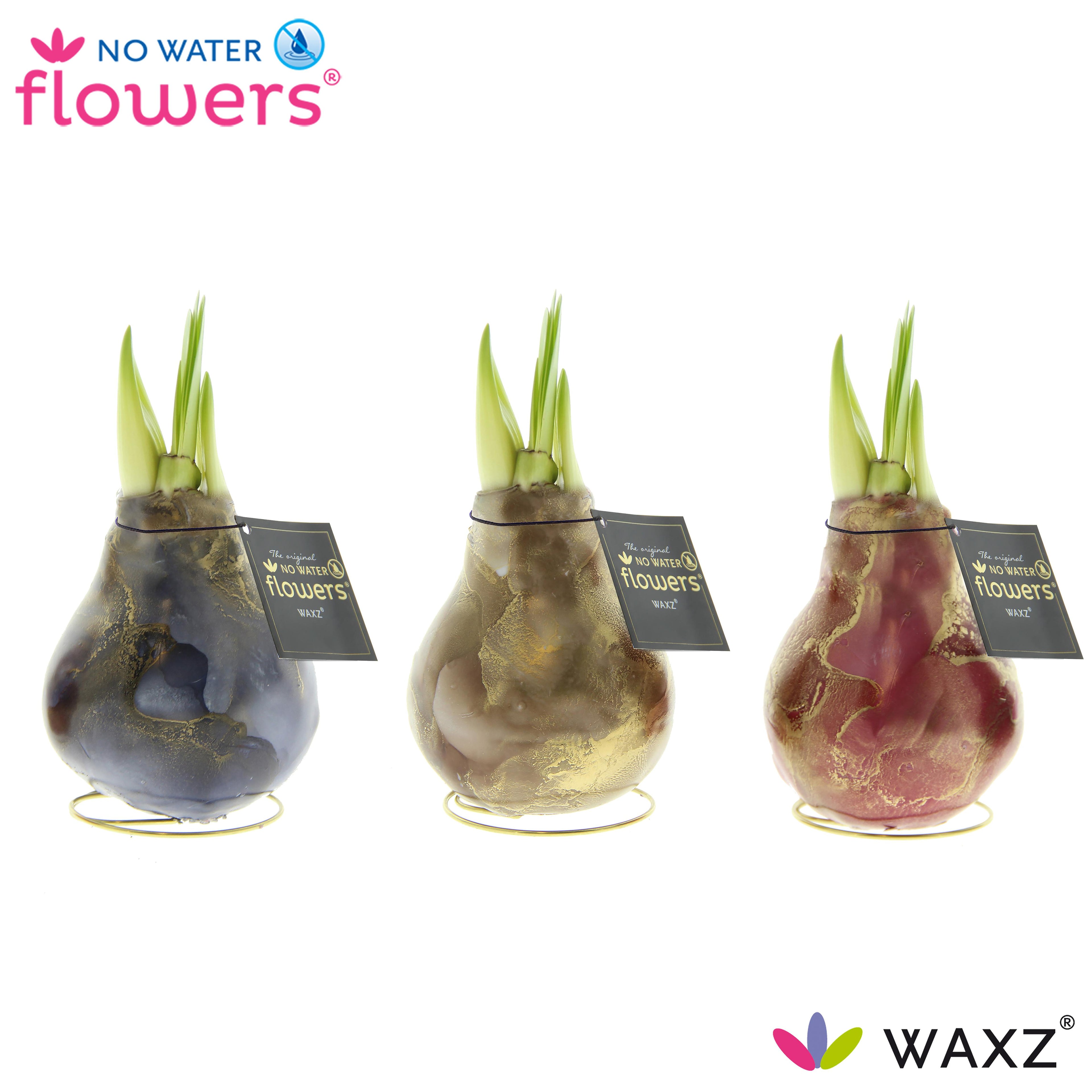 Three colorful, wax-coated flower bulbs with green sprouts are displayed. Each bulb sits on a gold wire stand and has a "No Water Flowers WAXZ" tag. The bulbs are painted in blue, silver, and red, with gold accents. The "No Water Flowers" logo is at the top.