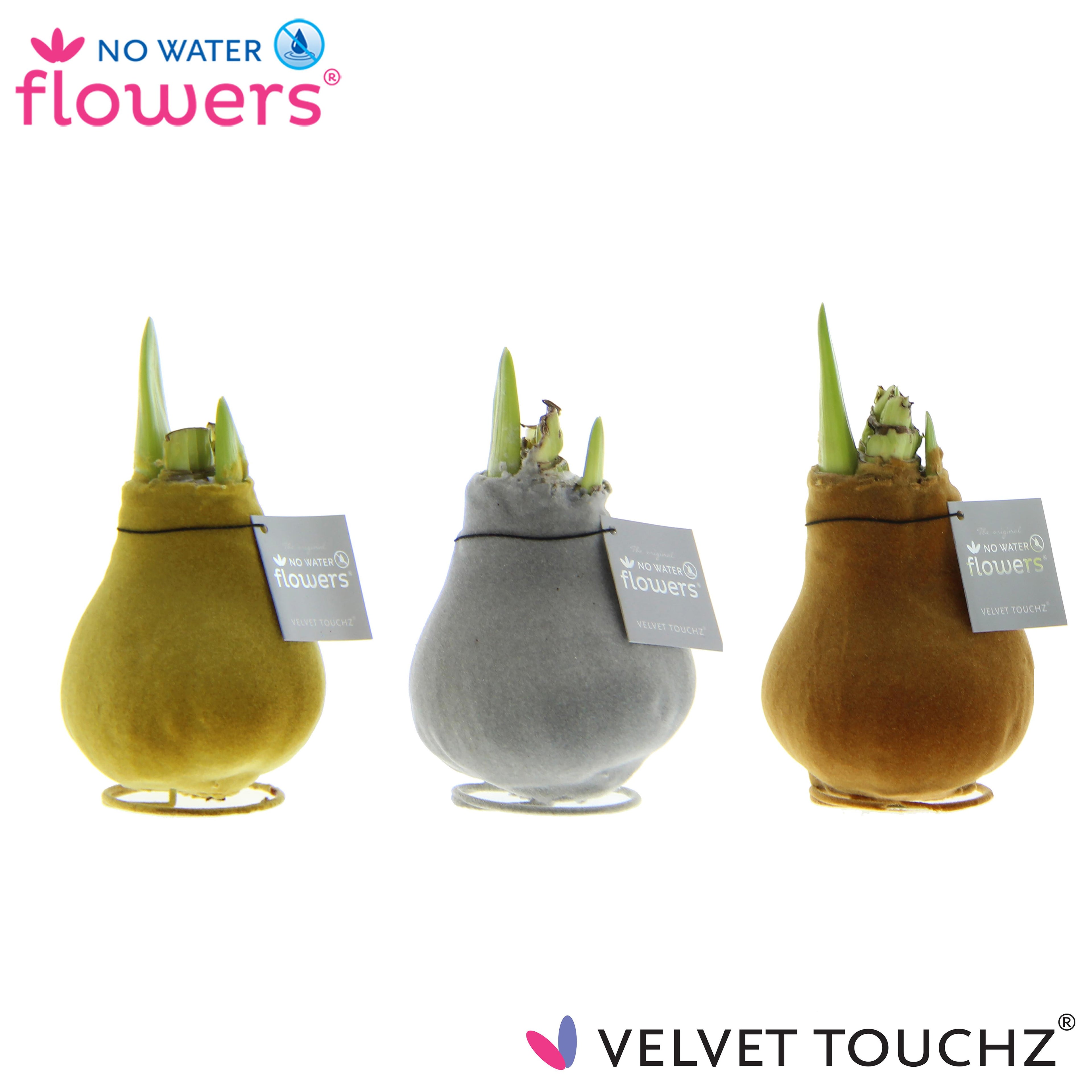 Three Waxed Amaryllis Bulbs from the Metallic Velvet collection are elegantly wrapped in soft flocking and on display. These bulbs come in three distinct colors: gold, bronze, and silver. Each bulb features green sprouts emerging from the top and is labeled "No Water Flowers Velvet Touch®.