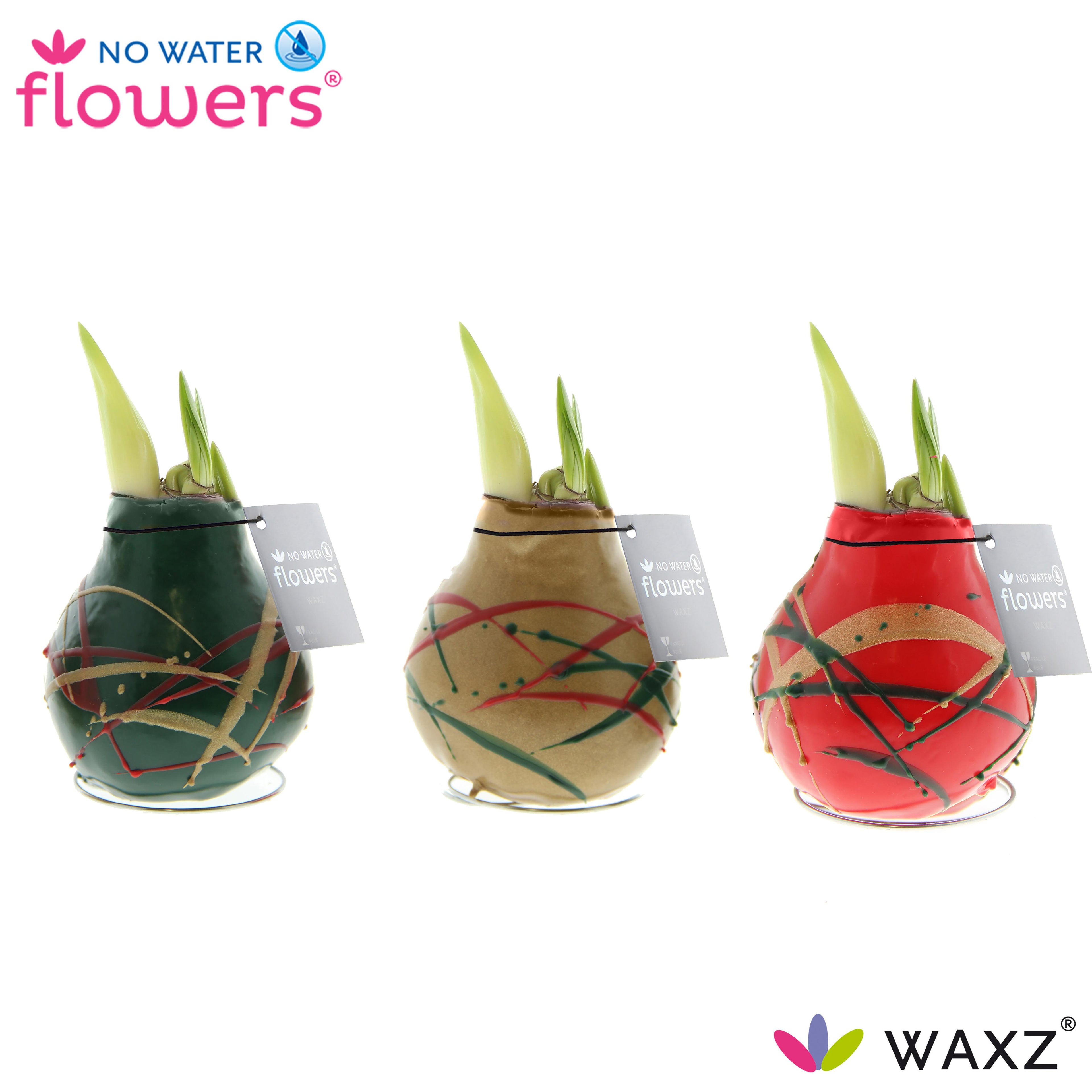Three Waxed Amaryllis Bulb Trio - Holiday Art, bearing budding green stems, are beautifully arranged against a white background. The bulbs are encased in vibrant red, gold, and green wax with ribbon-like designs. Each bulb comes with a tag that reads "No Water Flowers.