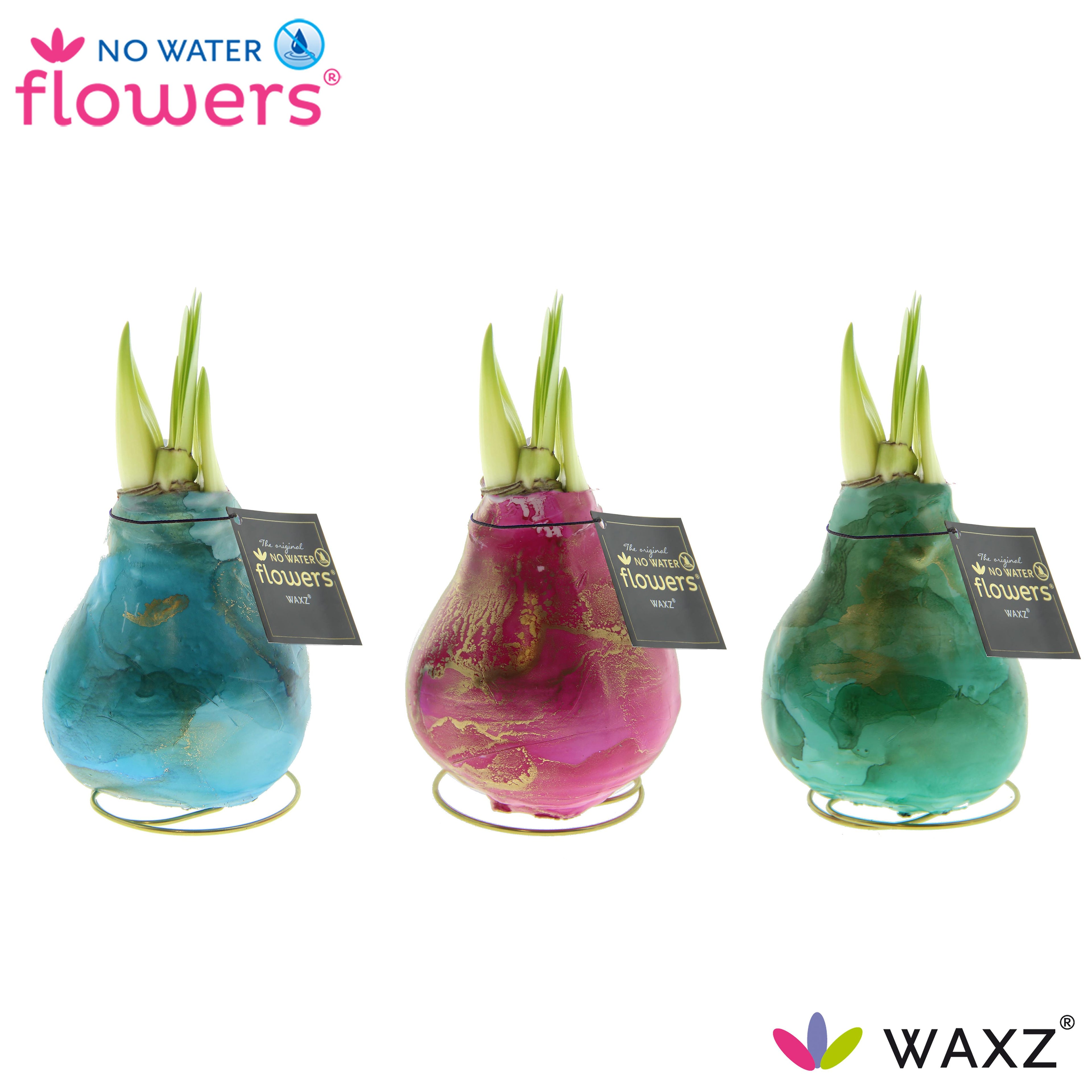 Three colorful wax-coated flower bulbs in blue, pink, and green with emerging green shoots. Each bulb has a small black tag with gold text and sits on a circular gold stand. The top left corner features a "No Water Flowers" logo, and the bottom right shows the "WAXZ" logo.