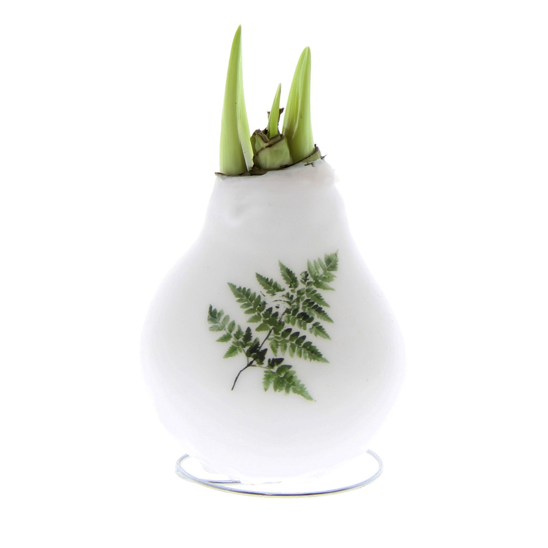 The Waxed Amaryllis Bulb Trio - Botanical Prints features a white wax-covered amaryllis bulb adorned with a green fern design on its front. Green amaryllis sprouts elegantly emerge from the top. The bulb is displayed against a plain white background, which accentuates its delicate beauty.