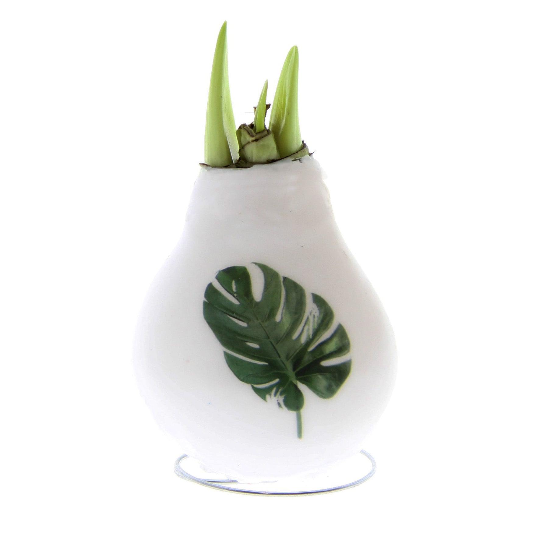 The Waxed Amaryllis Bulb Trio - Botanical Prints features a white wax-covered amaryllis bulb adorned with a green monstera leaf design on its front. Green amaryllis sprouts elegantly emerge from the top. The bulb is displayed against a plain white background, which accentuates its delicate beauty.